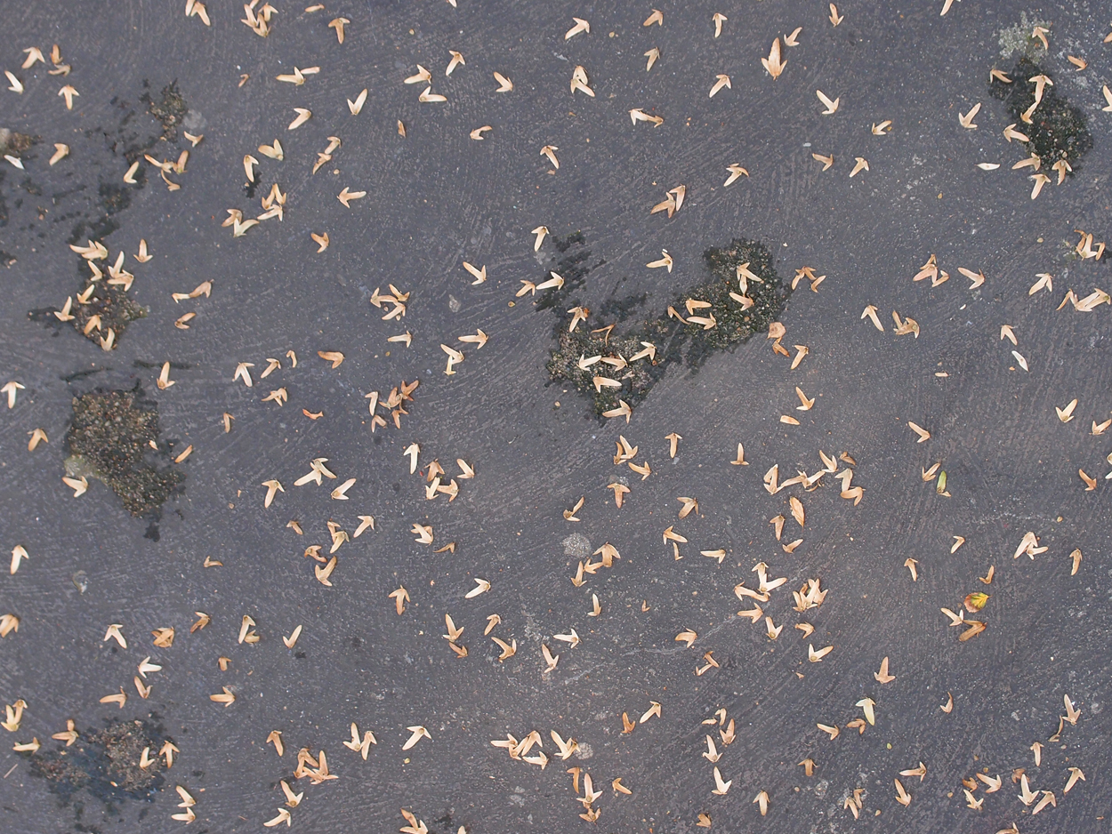 2019-09-17 Blätter auf (feuchtem) Boden